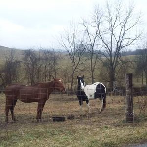 Meet your Posher, Shelley